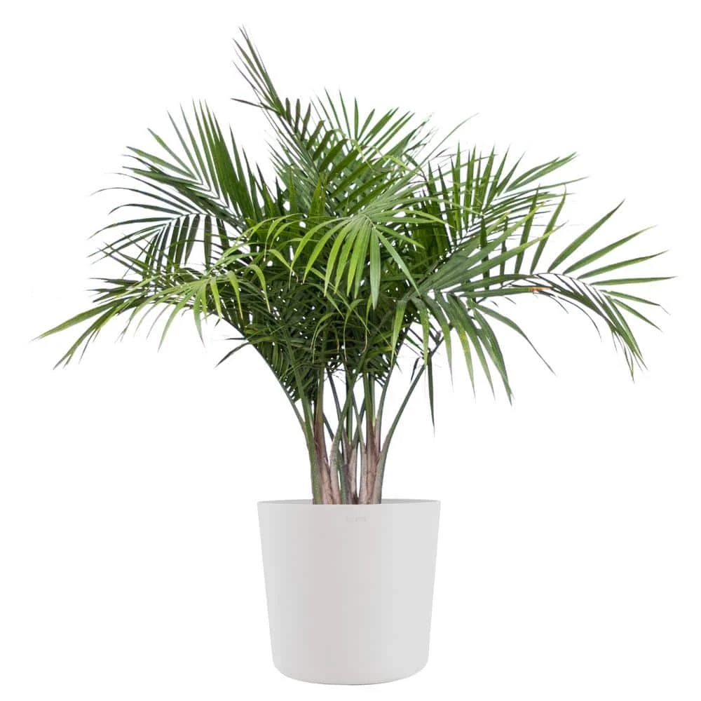 Majesty Palm Live Indoor Outdoor Plant In 10 Inch Premium Sustainable Ecopots Pure White Pot 1 Majesty Palm Live Indoor Outdoor Plant In 10 Inch Premium Sustainable Ecopots Pure White Pot