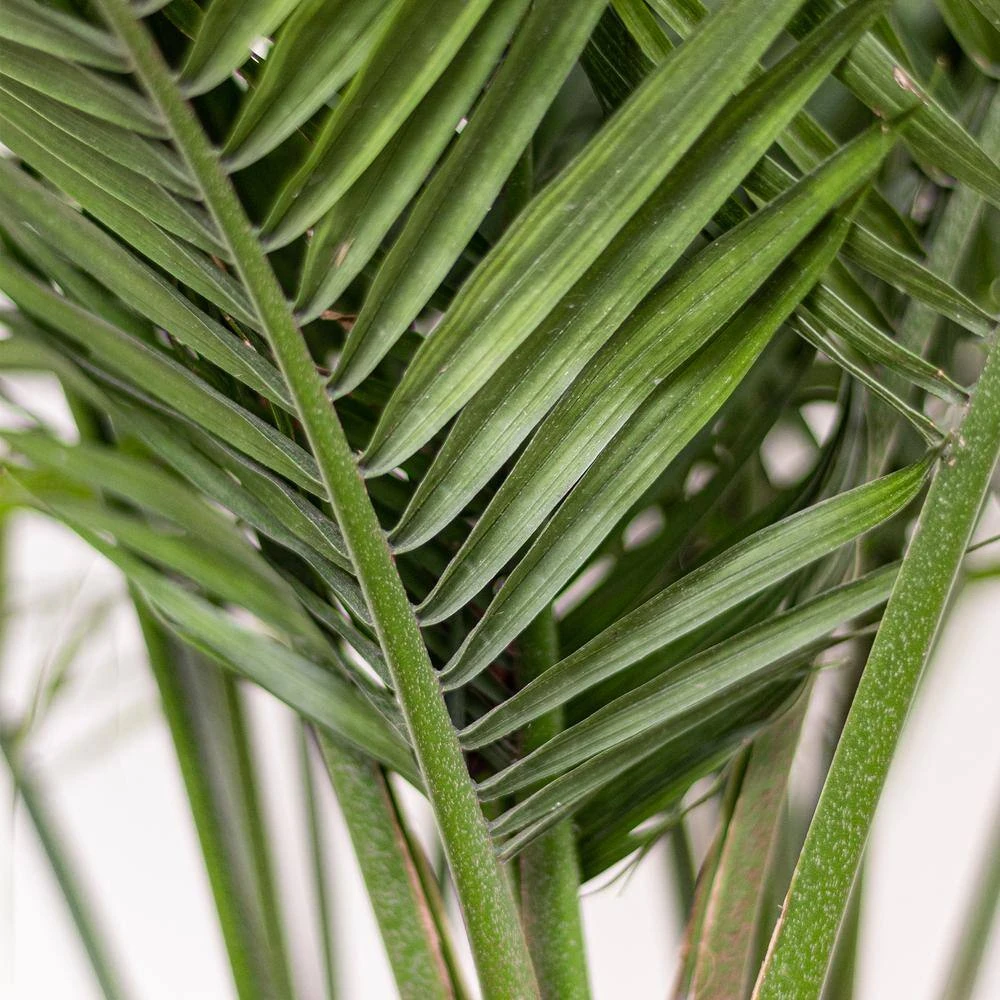 Majesty Palm Live Indoor Outdoor Plant In 10 Inch Premium Sustainable Ecopots Pure White Pot 2 Majesty Palm Live Indoor Outdoor Plant In 10 Inch Premium Sustainable Ecopots Pure White Pot - Image 2