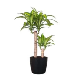 Mass Cane Plant Two Stem Live Dracaena Indoor Outdoor Plant In 10 Inch Premium Sustainable Ecopots Dark Grey Pot