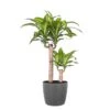 Mass Cane Plant 2 Stem Live Dracaena Indoor Outdoor Plant In 10 Inch Premium Sustainable Ecopots Grey Pot
