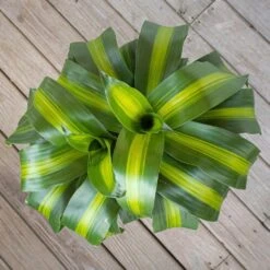 Mass Cane Plant 2 Stem Live Dracaena Indoor Outdoor Plant In 10 Inch Premium Sustainable Ecopots Pure White Pot 7 Mass Cane Plant 2 Stem Live Dracaena Indoor Outdoor Plant In 10 Inch Premium Sustainable Ecopots Pure White Pot -Urban Garden Store united nursery house plants mcane10pw2p 4f 1000