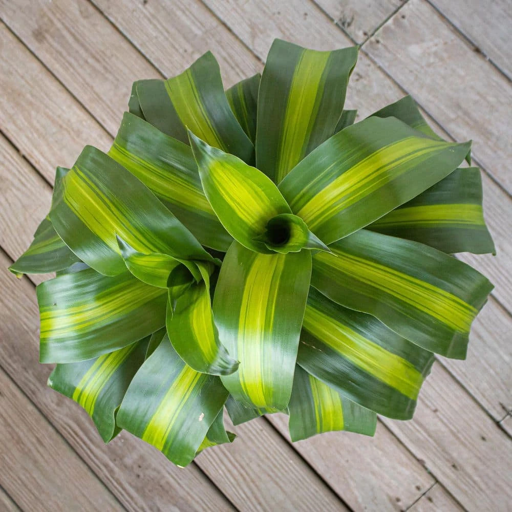 Mass Cane Plant 2 Stem Live Dracaena Indoor Outdoor Plant In 10 Inch Premium Sustainable Ecopots Pure White Pot 3 Mass Cane Plant 2 Stem Live Dracaena Indoor Outdoor Plant In 10 Inch Premium Sustainable Ecopots Pure White Pot - Image 3