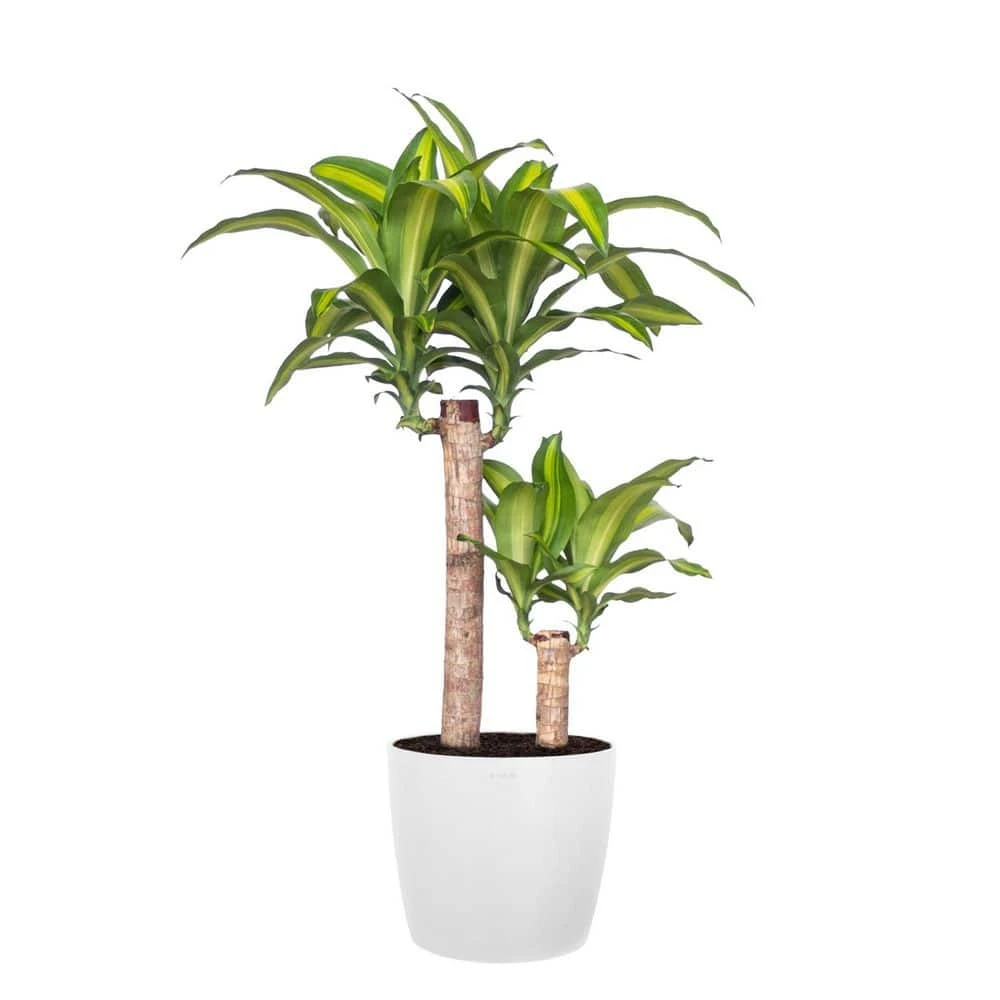 Mass Cane Plant 2 Stem Live Dracaena Indoor Outdoor Plant In 10 Inch Premium Sustainable Ecopots Pure White Pot 1 Mass Cane Plant 2 Stem Live Dracaena Indoor Outdoor Plant In 10 Inch Premium Sustainable Ecopots Pure White Pot