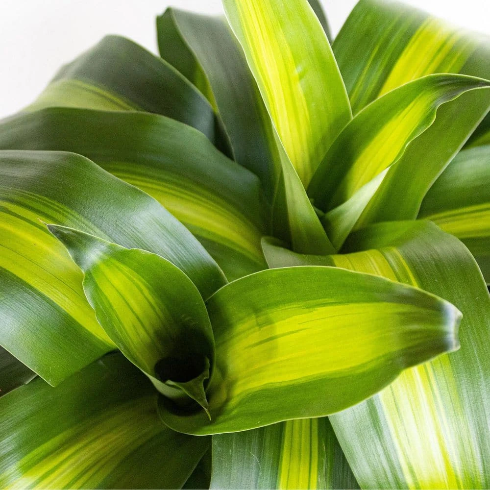 Mass Cane Plant 2 Stem Live Dracaena Indoor Outdoor Plant In 10 Inch Premium Sustainable Ecopots Pure White Pot 2 Mass Cane Plant 2 Stem Live Dracaena Indoor Outdoor Plant In 10 Inch Premium Sustainable Ecopots Pure White Pot - Image 2