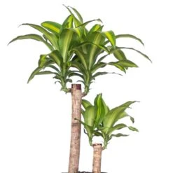 Mass Cane Plant 2 Stem Live Dracaena Indoor Outdoor Plant In 10 Inch Premium Sustainable Ecopots Terracotta Pot -Urban Garden Store united nursery house plants mcane10trc2p 1f 1000