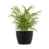 Neanthebella Palm Chamaedorea Elegans Live Plant In 6 Inch Premium Sustainable Ecopots Dark Grey Pot