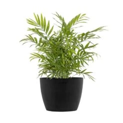Neanthebella Palm Chamaedorea Elegans Live Plant In 6 Inch Premium Sustainable Ecopots Dark Grey Pot