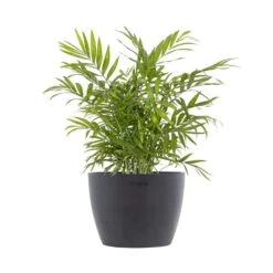 Neanthebella Palm Chamaedorea Elegans Parlor Palm Live Plant In 6 Inch Premium Sustainable Ecopots Grey Pot