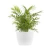 Neanthebella Palm Chamaedorea Elegans Parlor Palm Live Plant In 6 Inch Premium Sustainable Ecopots Pure White Pot
