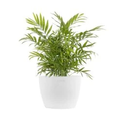 Neanthebella Palm Chamaedorea Elegans Parlor Palm Live Plant In 6 Inch Premium Sustainable Ecopots Pure White Pot