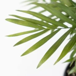 Neanthebella Palm Chamaedorea Elegans Parlor Palm Live Plant In 6 Inch Premium Sustainable Ecopots Terracotta Pot -Urban Garden Store united nursery house plants npalmsh6trc 4f 1000