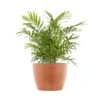 Neanthebella Palm Chamaedorea Elegans Parlor Palm Live Plant In 6 Inch Premium Sustainable Ecopots Terracotta Pot