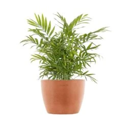 Neanthebella Palm Chamaedorea Elegans Parlor Palm Live Plant In 6 Inch Premium Sustainable Ecopots Terracotta Pot