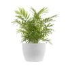 Neanthebella Palm Chamaedorea Elegans Parlor Palm Live Plant In 6 Inch Premium Ecopots White Grey Pot