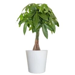 Live Money Tree, Braided Pachira Aquatica In 9.25 In. White Decor Pot