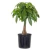 Live Money Tree, Braided Pachira Aquatica In 9.25 In. Grower Pot