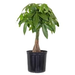 Live Money Tree, Braided Pachira Aquatica In 9.25 In. Grower Pot