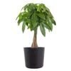 Live Money Tree, Braided Pachira Aquatica In 10 In. Black Premium Sustainable Decor Pot