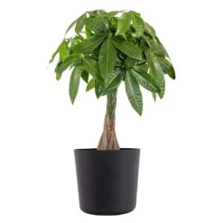 Live Money Tree, Braided Pachira Aquatica In 10 In. Black Premium Sustainable Decor Pot