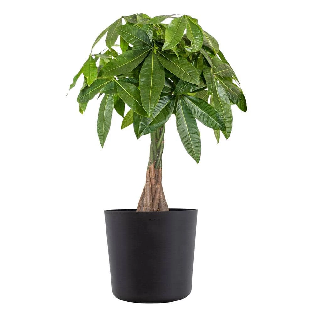 Live Money Tree, Braided Pachira Aquatica In 10 In. Black Premium Sustainable Decor Pot 1 Live Money Tree, Braided Pachira Aquatica In 10 In. Black Premium Sustainable Decor Pot