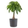 Live Money Tree, Braided Pachira Aquatica In 10 In. Graphite Premium Sustainable Decor Pot