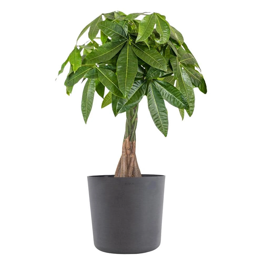 Live Money Tree, Braided Pachira Aquatica In 10 In. Graphite Premium Sustainable Decor Pot 1 Live Money Tree, Braided Pachira Aquatica In 10 In. Graphite Premium Sustainable Decor Pot