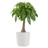 Live Money Tree, Braided Pachira Aquatica In 10 In. White Premium Sustainable Decor Pot