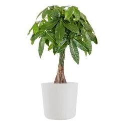 Live Money Tree, Braided Pachira Aquatica In 10 In. White Premium Sustainable Decor Pot