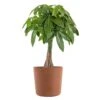 Live Money Tree, Braided Pachira Aquatica In 10 In. Terracotta Premium Sustainable Decor Pot