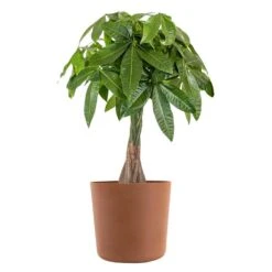 Live Money Tree, Braided Pachira Aquatica In 10 In. Terracotta Premium Sustainable Decor Pot