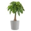 Live Money Tree, Braided Pachira Aquatica In 10 In. Light Grey Premium Sustainable Decor Pot