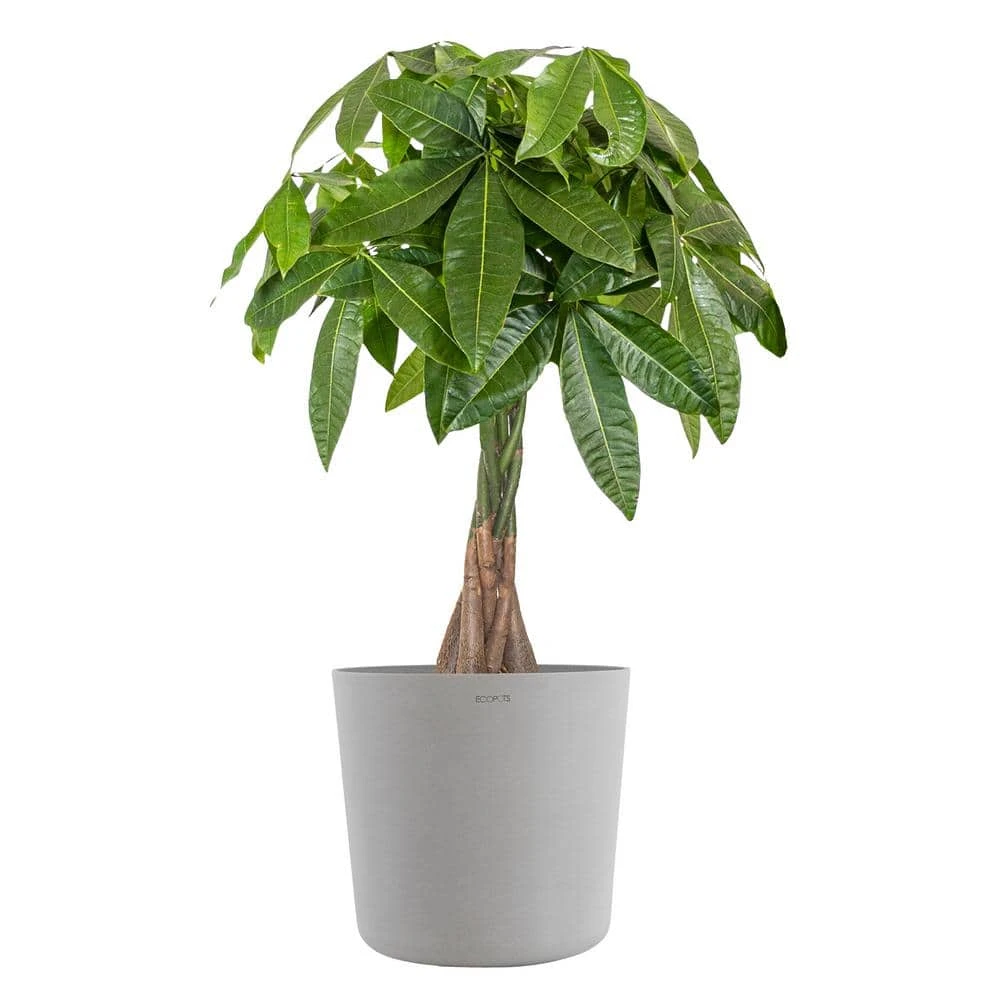 Live Money Tree, Braided Pachira Aquatica In 10 In. Light Grey Premium Sustainable Decor Pot