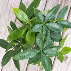 Money Tree Live Pachira Aquatica In 6 Inch Premium Sustainable Ecopots Dark Grey Pot With Removeable Drainage Plug -Urban Garden Store united nursery house plants pachira6shdg 4f 1000