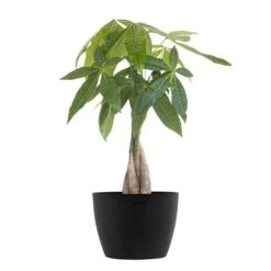 Money Tree Live Pachira Aquatica In 6 Inch Premium Sustainable Ecopots Dark Grey Pot With Removeable Drainage Plug