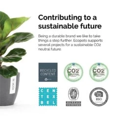 Money Tree Live Pachira Aquatica In 6 Inch Premium Sustainable Ecopots Dark Grey Pot With Removeable Drainage Plug -Urban Garden Store united nursery house plants pachira6shdg fa 1000