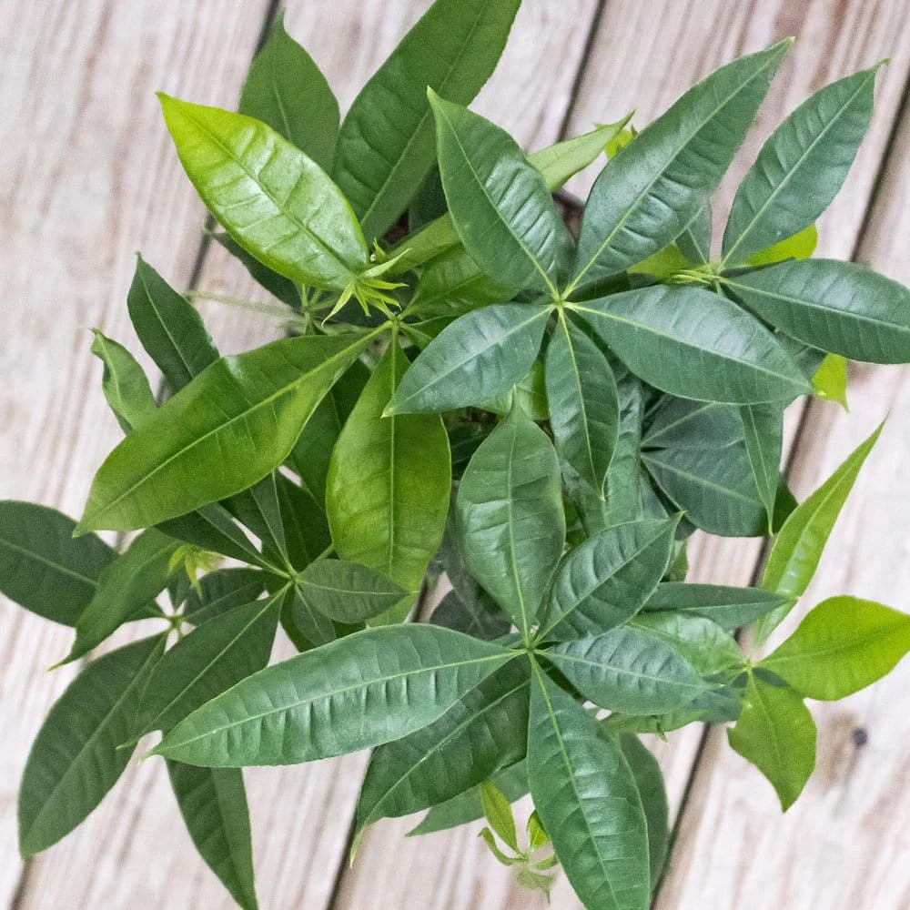 Money Tree Live Pachira Aquatica In 6 Inch Premium Sustainable Ecopots Pure White Pot With Removeable Drainage Plug 3 Money Tree Live Pachira Aquatica In 6 Inch Premium Sustainable Ecopots Pure White Pot With Removeable Drainage Plug - Image 3