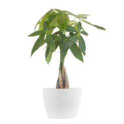 Money Tree Live Pachira Aquatica In 6 Inch Premium Sustainable Ecopots Pure White Pot With Removeable Drainage Plug