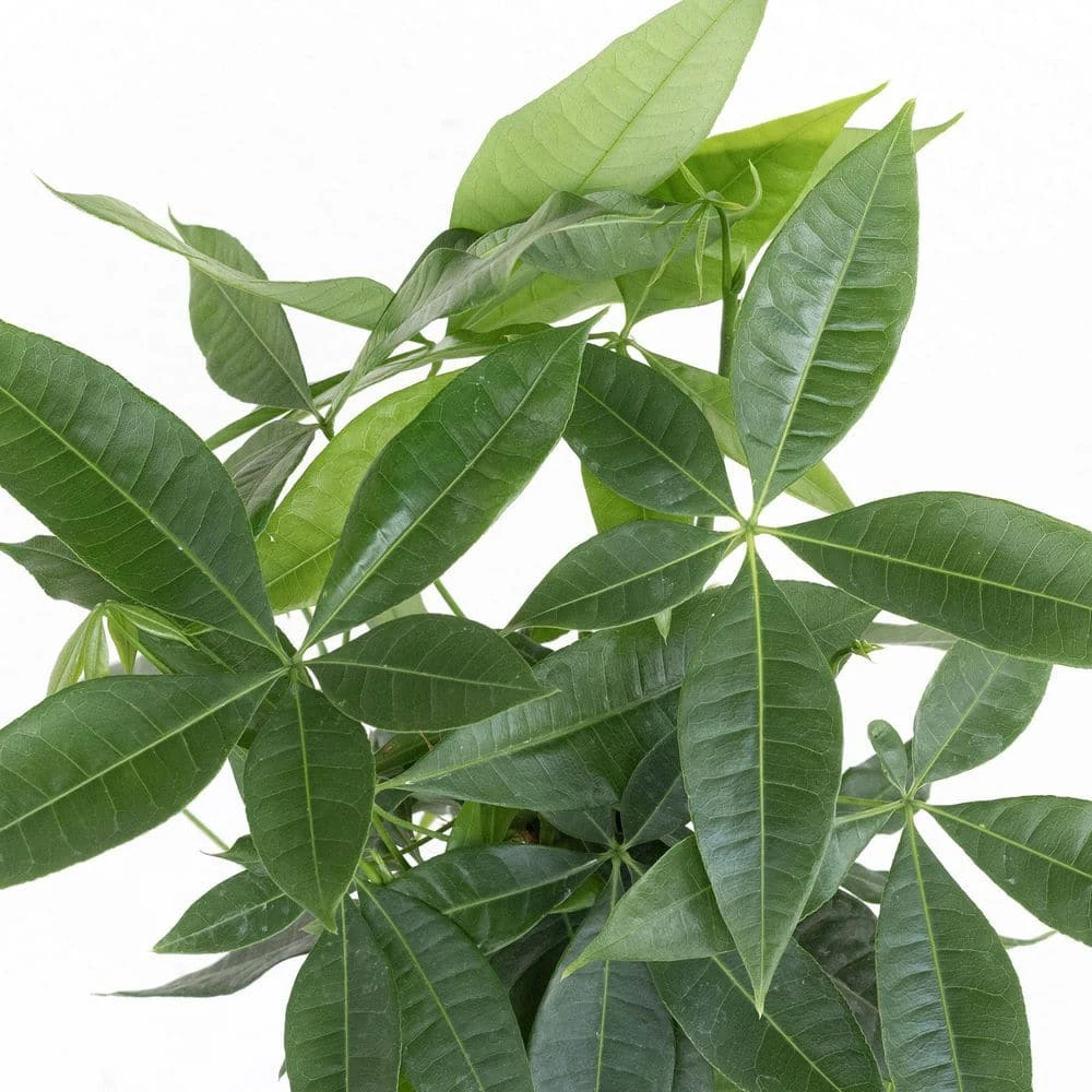 Money Tree Live Pachira Aquatica In 6 Inch Premium Sustainable Ecopots Pure White Pot With Removeable Drainage Plug 2 Money Tree Live Pachira Aquatica In 6 Inch Premium Sustainable Ecopots Pure White Pot With Removeable Drainage Plug - Image 2