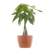Money Tree Live Pachira Aquatica In 6 Inch Premium Sustainable Ecopots Terracotta Pot With Removeable Drainage Plug