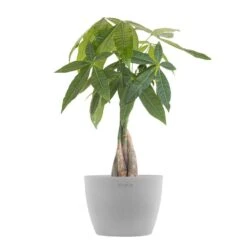 Money Tree Live Pachira Aquatica In 6 Inch Premium Sustainable Ecopots White Grey Pot With Removeable Drainage Plug