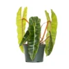 Live Philodendron Billietiae Exotic Tropical Houseplant In 6 In. Grower Pot