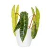 Live Philodendron Billietiae Exotic Tropical Houseplant In 6 In. White Decor Pot