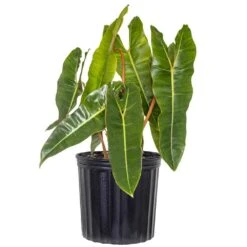 Live Philodendron Billietiae Exotic Houseplant In 10 Inch Grower Pot