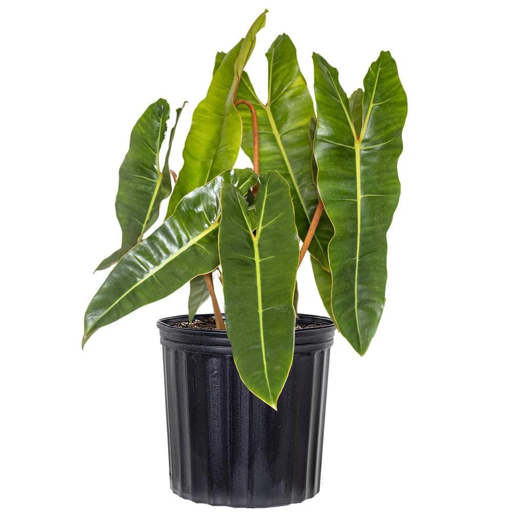 Live Philodendron Billietiae Exotic Houseplant In 10 Inch Grower Pot 1 Live Philodendron Billietiae Exotic Houseplant In 10 Inch Grower Pot