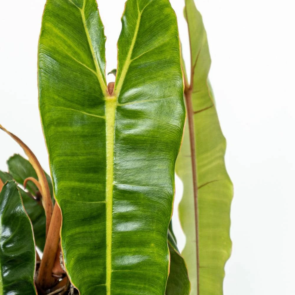 Live Philodendron Billietiae Exotic Houseplant In 10 Inch Grower Pot 2 Live Philodendron Billietiae Exotic Houseplant In 10 Inch Grower Pot - Image 2