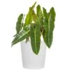 Live Philodendron Billietiae Exotic Houseplant In 10 In. White Decor Pot