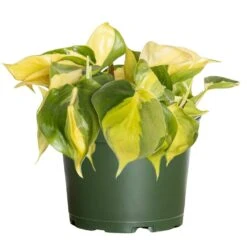 Live Philodendron Brasil Variegated Houseplant In 6 In. Grower Pot