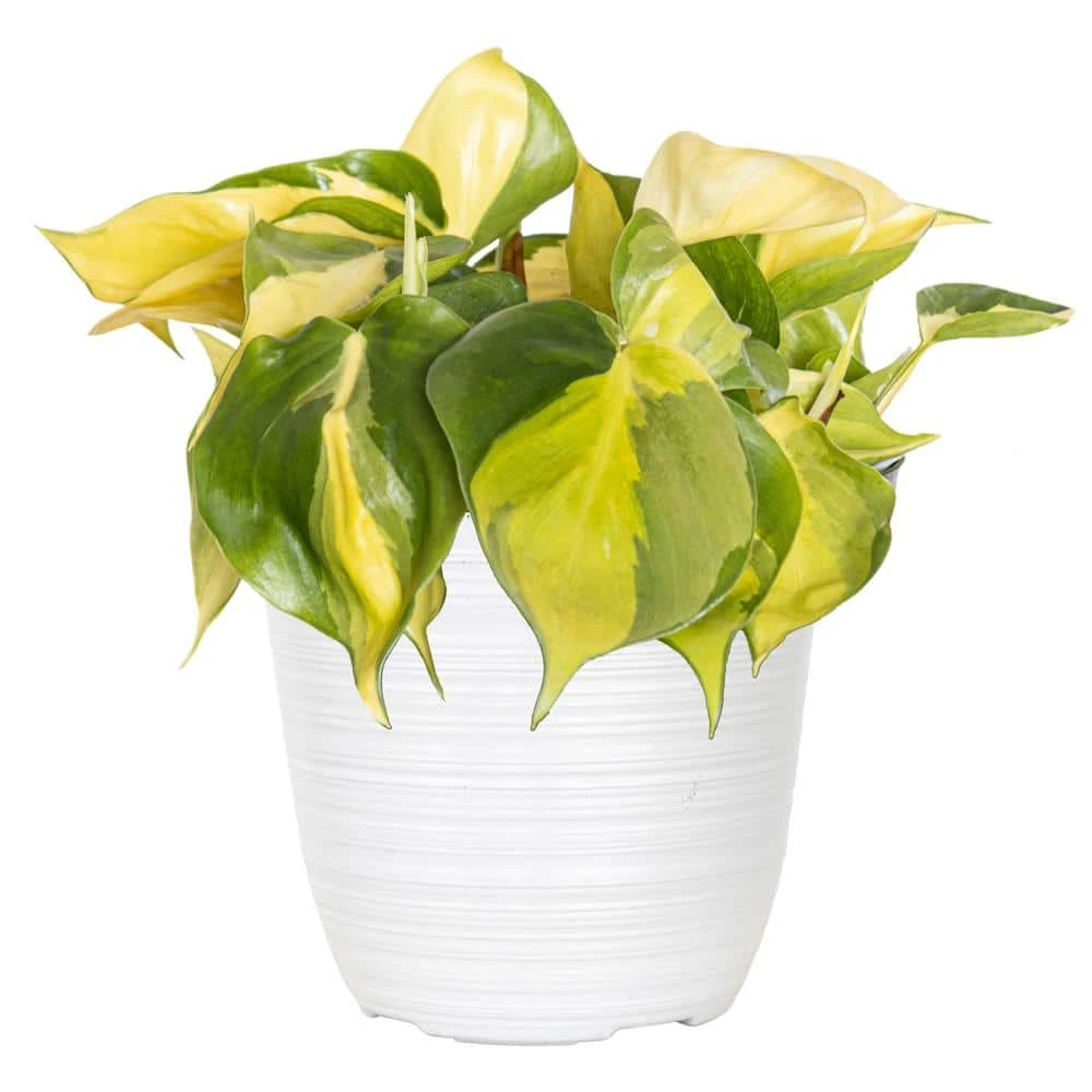 Live Philodendron Brasil Variegated Houseplant In 6 In. White Decor Pot 1 Live Philodendron Brasil Variegated Houseplant In 6 In. White Decor Pot