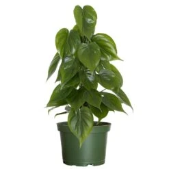 Live Heartleaf Philodendron Cordatum Houseplant On Totem Pole In 6 In. Grower Pot