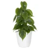 Live Heartleaf Philodendron Cordatum Houseplant On Totem Pole In 6 In. White Decor Pot